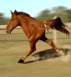 cheval jri limak jri
